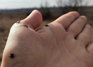 Как защиться от заболеваний, переносимых клещами
