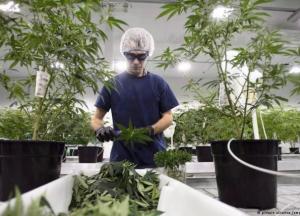 Новая ниша для бизнеса: может ли Украина заработать на марихуане