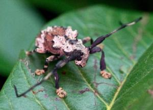 Неуловимый «жук-скорпион»: Один из трех видов на планете, способных отравить человека