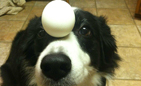 Собака, удерживающая предметы на голове (фото)