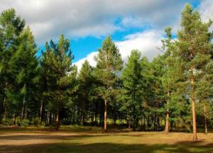 Что не так с идеей о высадке миллиарда деревьев