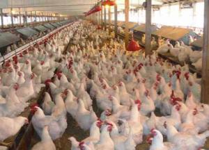 Чи перетвориться Черкащина на землі «Нашої Ряби» 