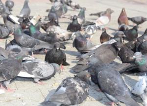 Джерело близько 60 хвороб: що варто знати про птахів та як можна захиститися