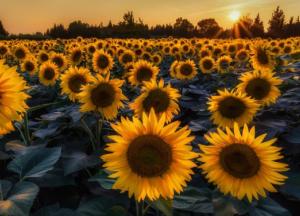 Миллиарды мимо госбюджета: кто стоит за крупными земельными аферами (расследование)