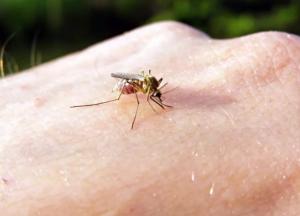 Как защититься от укусов насекомых