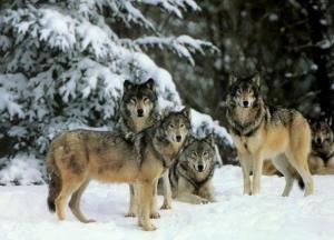 ​Невероятный эффект: как волки Йеллоустонский парк спасли