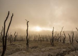 ​Мир на пороге чрезвычайной климатической ситуации: последствия для Украины