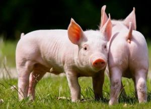 Украинцы подложат Кремлю свинью