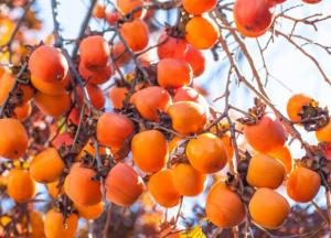 Чому хурма корисна для здоров'я