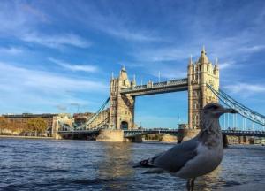 Ложка «меду» із присмаком «дьогтю» від STUDY UА