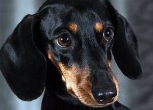 Живодерский театр