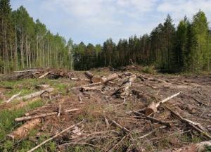 Звільняти мало. Необхідно садити