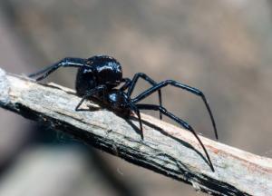 Укусы паукообразных: правила оказания неотложной помощи