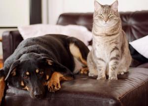 Когда МВФ отказывается давать Украине кредиты, то возникает план «Б»