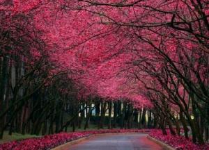 Лучшие парки в Киеве: где можно погулять семьей на майские праздники