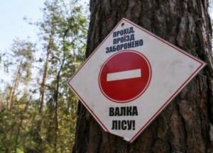 Коммерческая вырубка: через 50 лет в Пуще-Водице лес исчезнет (расследование)