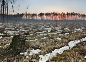 ​ТОП-10 схем незаконной вырубки лесов