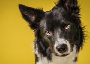 Настоящая причина, по которой собаки наклоняют головы и другие факты о собаках