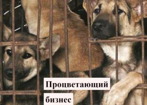 Блюда из мяса собак на вынос: Юго-Восточная Азия стала лидером рынка 