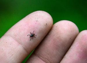 Сезон клещей в Украине: что делать после укуса и как уберечься
