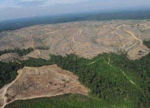 Скандал международного уровня: масштабы незаконной вырубки лесов в Украине поражают