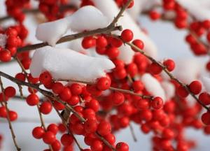 Гроздья гнева медленной украинской революции