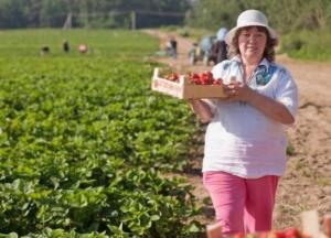 Почему украинцы больше не хотят в Польше работать на плантациях с клубникой