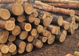 Экспорт леса-кругляка: как заставить Европу учитывать интересы Украины