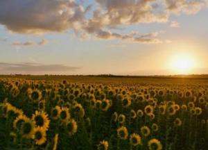 Рынок земли: все, что нужно знать для безопасной продажи участка