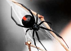 Что делать, если укусил паук: первая помощь