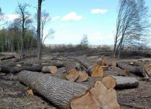 Карпаты могут превратиться в «голые горы» уже через 10 лет