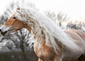 Настоящая Рапунцель лошадиного царства: Восьмилетняя кобыла породы Хафлингер стала звездой социальных сетей