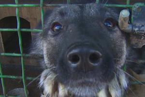 Собачья жизнь в оккупированном Донецке