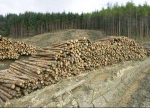 Кто крышует нелегальную вырубку леса