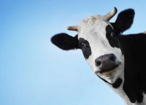 Бесхребетное министерство агрополитики: Бюрократы лишили молочное животноводство денег