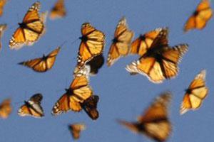 Феномен дальних перелетов бабочек монархов