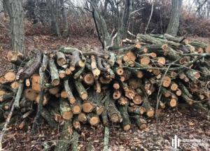 ГБР блокировало незаконную вырубку лесов в четырех областях