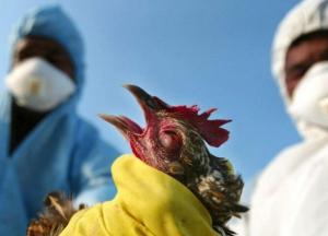 В Китае зафиксирована вспышка птичьего гриппа