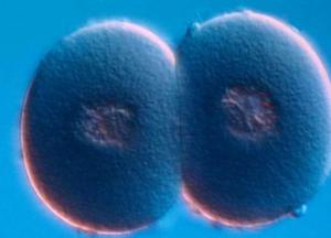 Ученые назвали научно подтвержденные случаи непорочного зачатия