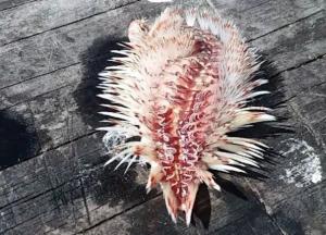 В США в море выловили необычное ядовитое существо (фото)