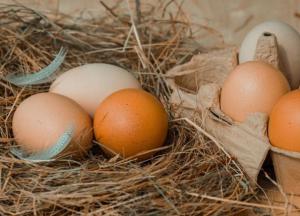 Медики рассказали о вредных свойствах куриных яиц