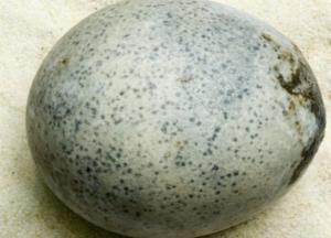 Археологи случайно разбили три 1700-летних яйца