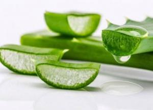 От псориаза и герпеса: врачи рассказали, чем полезно алоэ