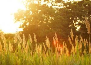 Климатолог рассказала какой будет  погода в Украине через 30 лет