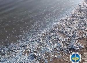 На Запорожье зафиксировали мор рыбы