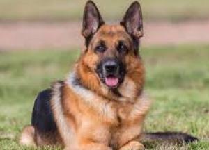 В Гонконге вторая собака заболела коронавирусом