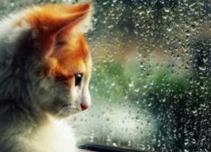 Прогноз погоды на 31 августа: последний день лета будет дождливым