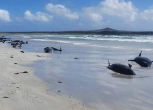 На побережье острова в Мозамбике найдены более ста мертвых дельфинов