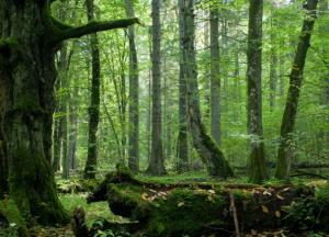 В Британии обнаружили загадочный каменный круг в лесу