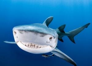 Мальчик поймал 314-килограммовую акулу, эко-активисты отреагировали